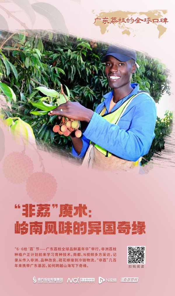 对对配 “现场摘的更甜”！非洲多国友人到广东摘荔枝买果苗学技术